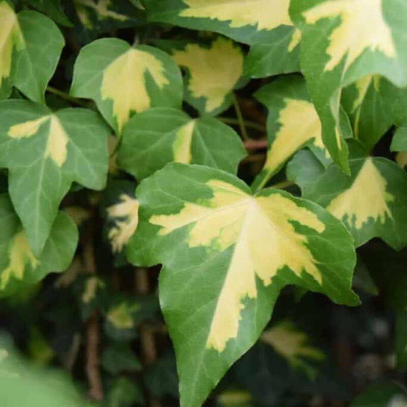 Hedera helix 'Oro di Bogliasco' (v) 60-80 cm